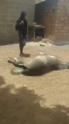 African wife proves she’s been faithful the traditional way