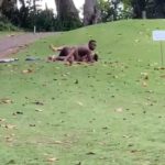 Randy couple caught fucking in the field in broad daylight