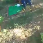 Gardener and househelp were caught fucking in a maize plantation